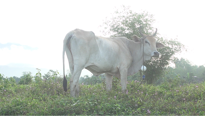 cow philippines